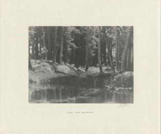 A Grove of Tamarack Pine, near Timber Line from the portfolio Parmelian Prints of the High Sierras