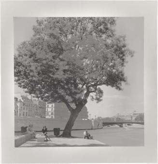 Tree by the River, Paris