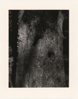 26. A large Sitka spruce, Fort Columbia State Park, Pacific County, Washington. From Turning Back, A Photographic Journal of Re-exploration