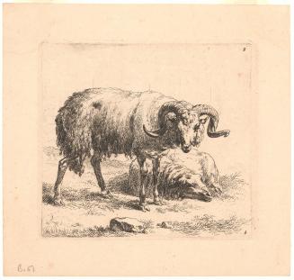 Ram and Sheep from Animalia